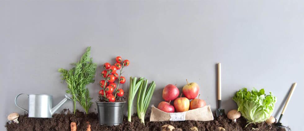 Vegetables that can be grown indoors include tomatoes, chives, and lettuce.