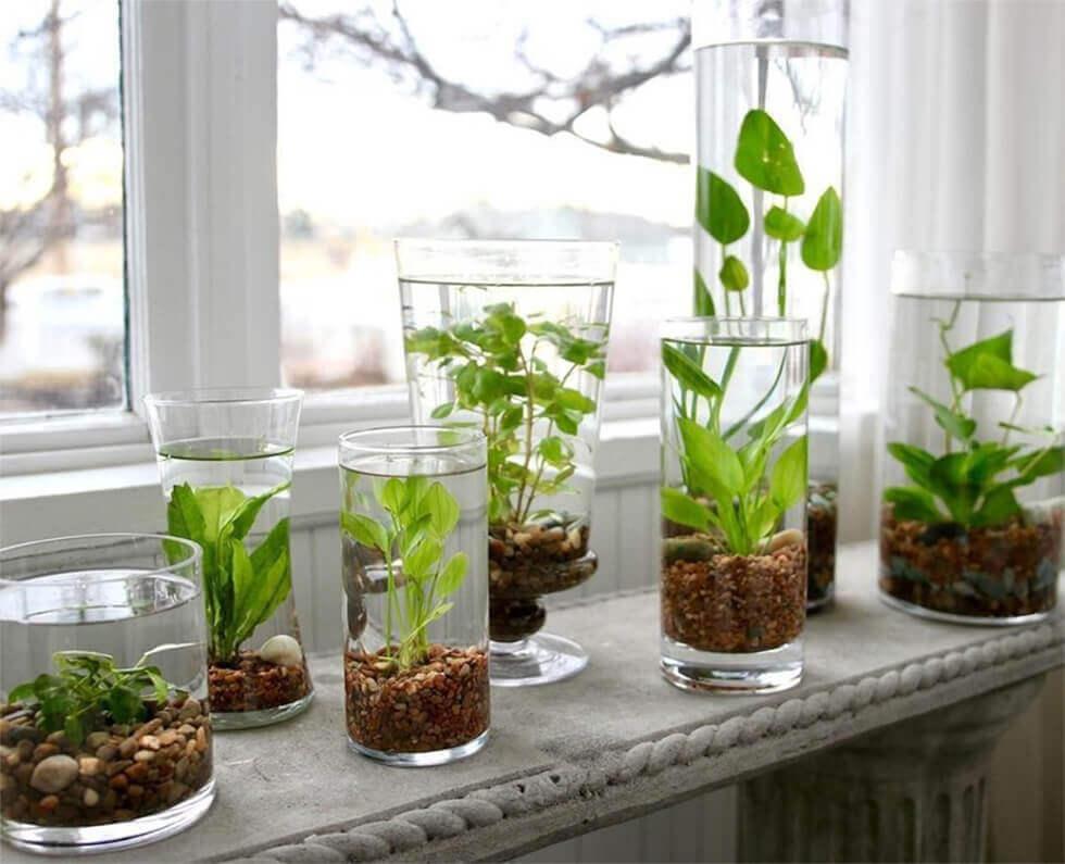 Glass vases used as water gardens.