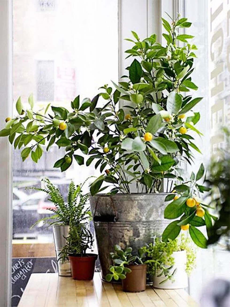 Citrus fruit tree grown indoors.