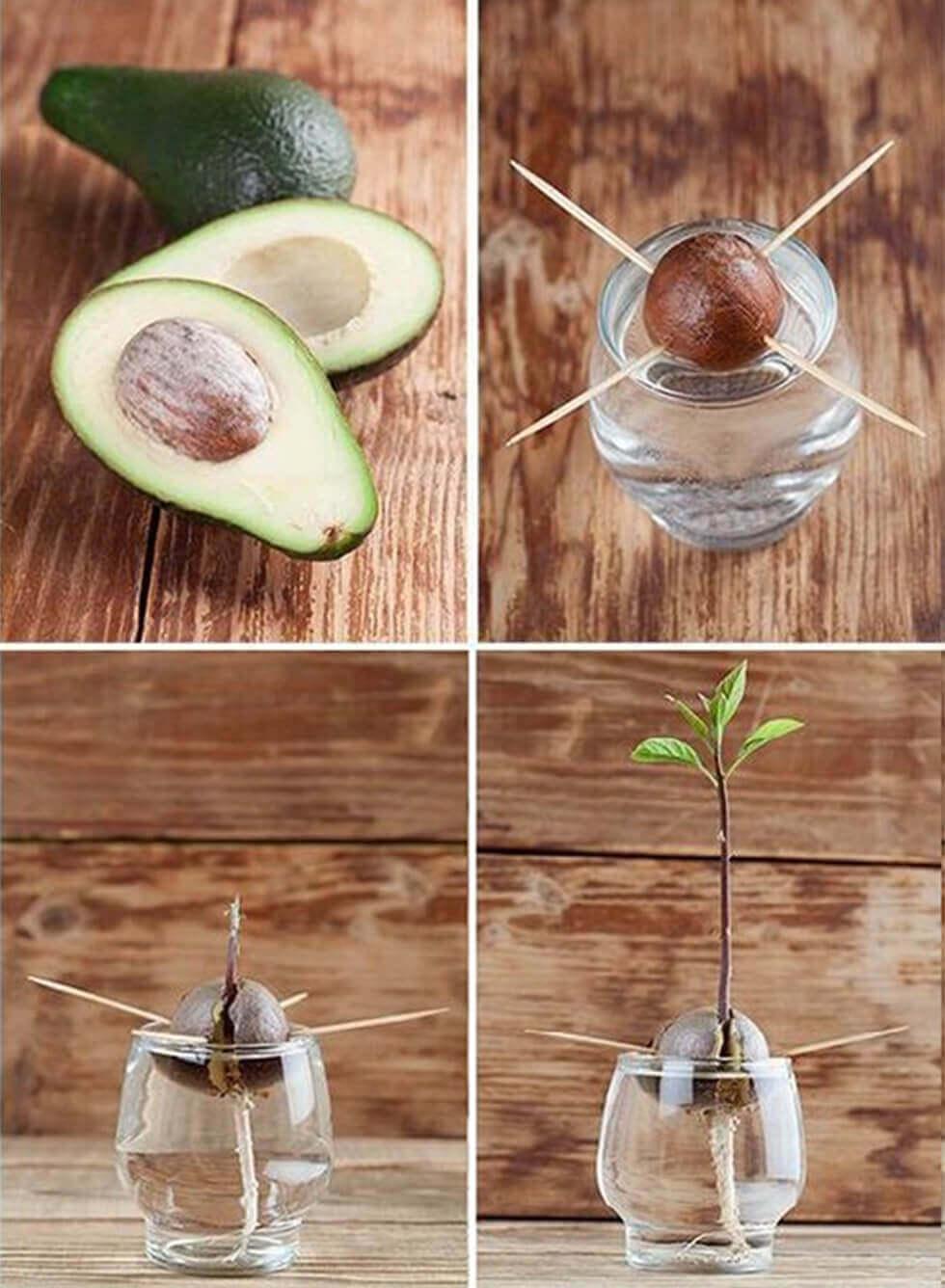 Process photos of re-sprouting avocado from a seed.