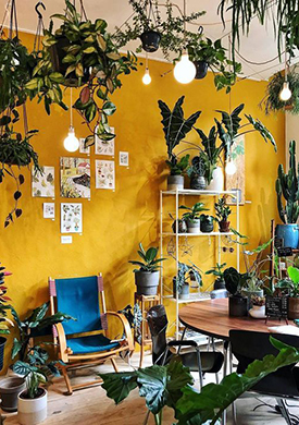 Mustard yellow walls in a living room filled with plants