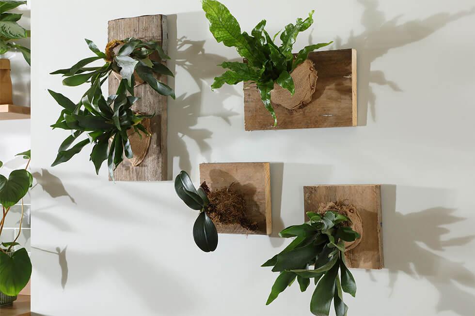 DIY Staghorn fern wall decor in an eco-friendly home