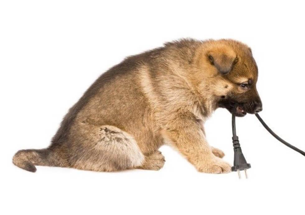 Dog chewing on electric cables