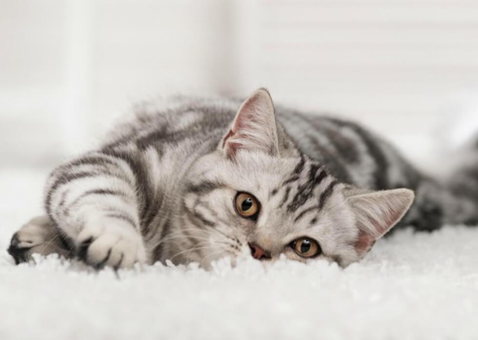 Cat lying on a rug