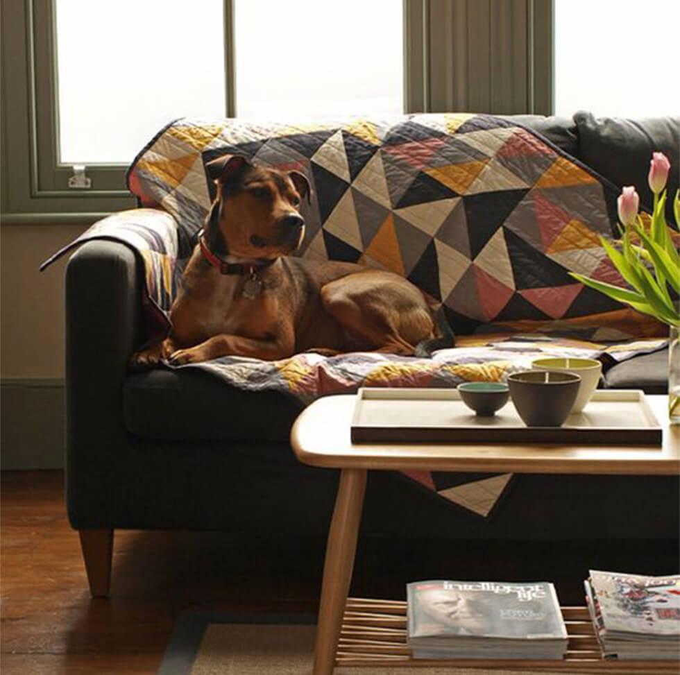 Dog sitting on a sofa with a dog-friendly throw