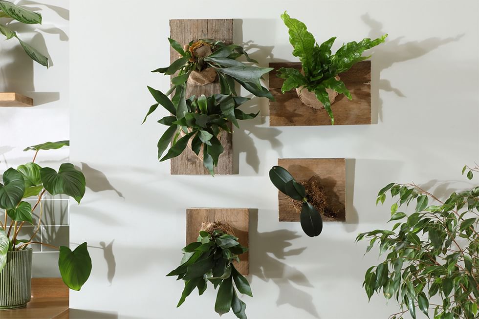 Planter feature wall with staghorn ferns