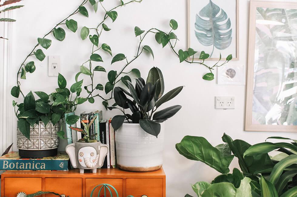 A variety of trailing and potted indoor plants in ceramic planters in a mindful living space.