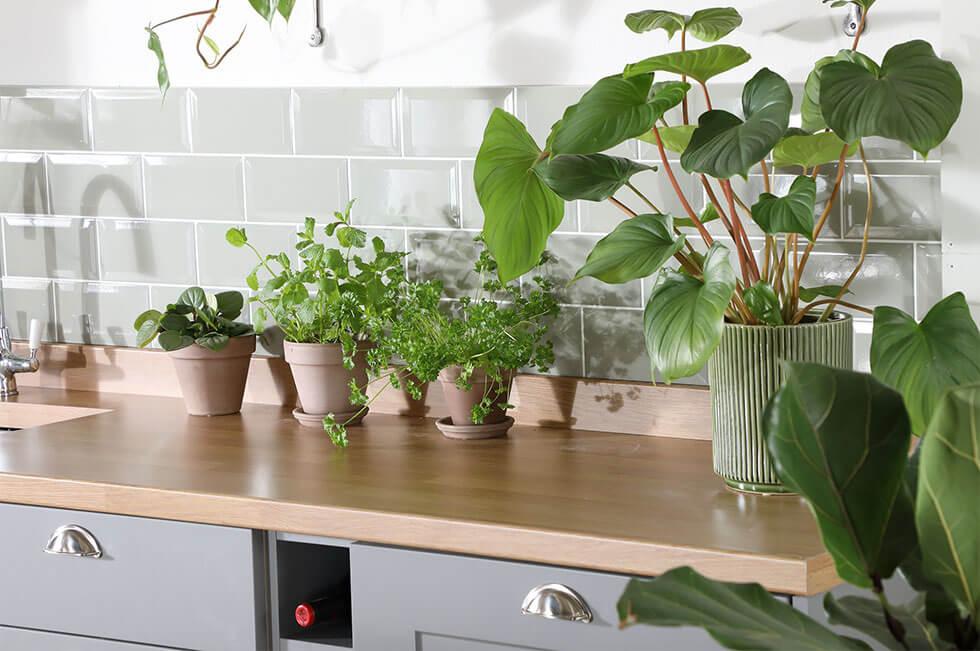 Lots of plants in an airy light grey kitchen