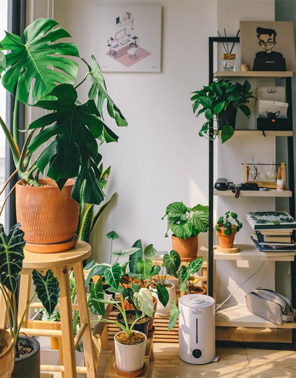 Indoor plants in a living room