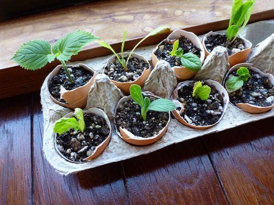 Seedlings in eggshells.