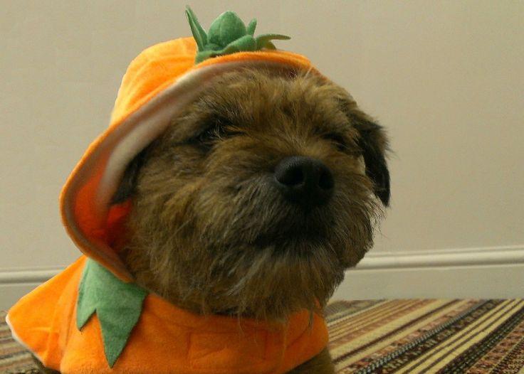 Dog dressed up as pumpkin