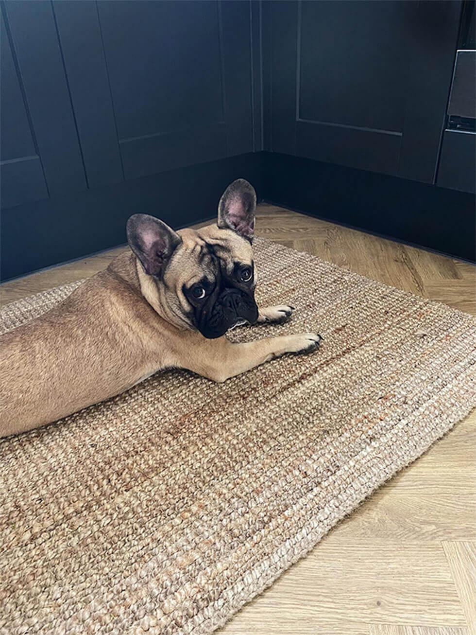 French bulldog relaxing on a rug