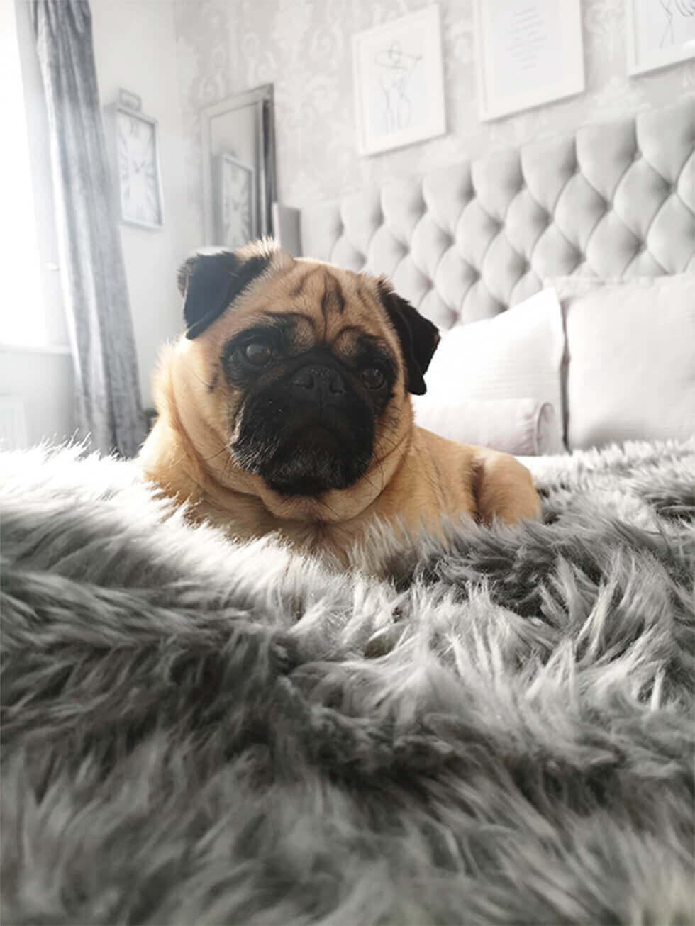 Close up of a pug sitting on a grey fabric bed with a fur throw