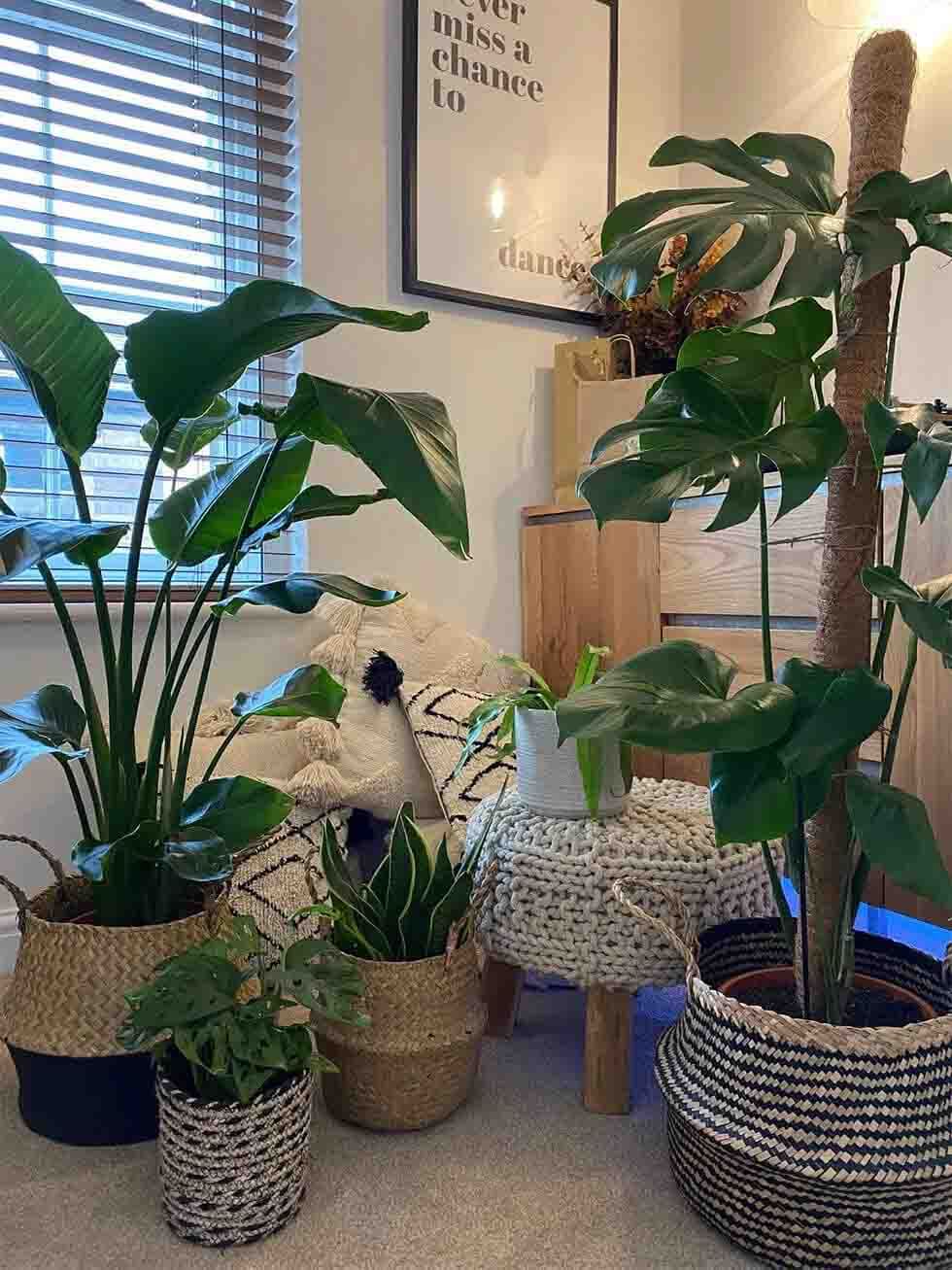 Plants galore in a modern scandi boho home