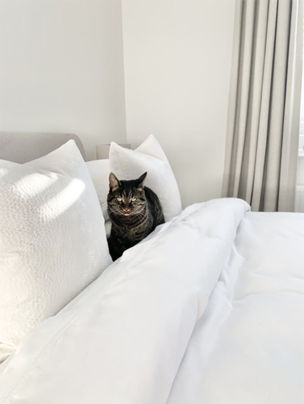 A comfy white bed with a cat lying on it