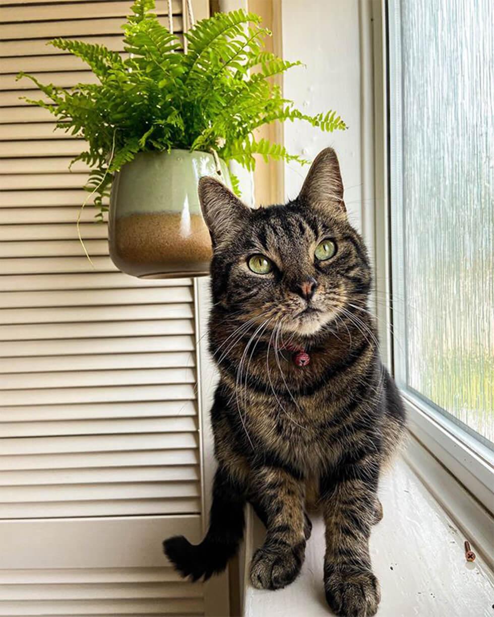 tabby cat on a window sill with a hanging plant in the background