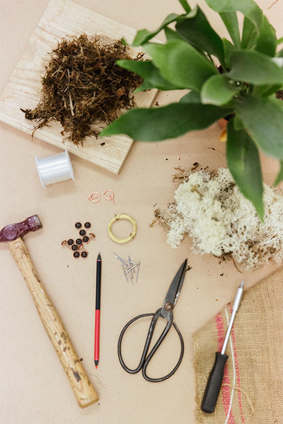 Tools needed to create staghorn fern living wall