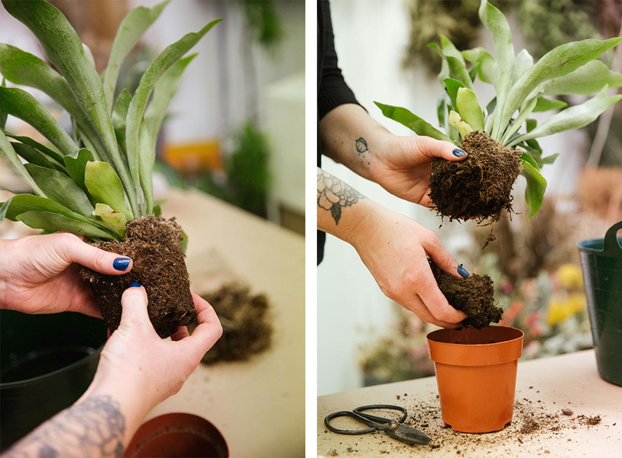 Start decanting the plant from its pot, making sure to separate the soil