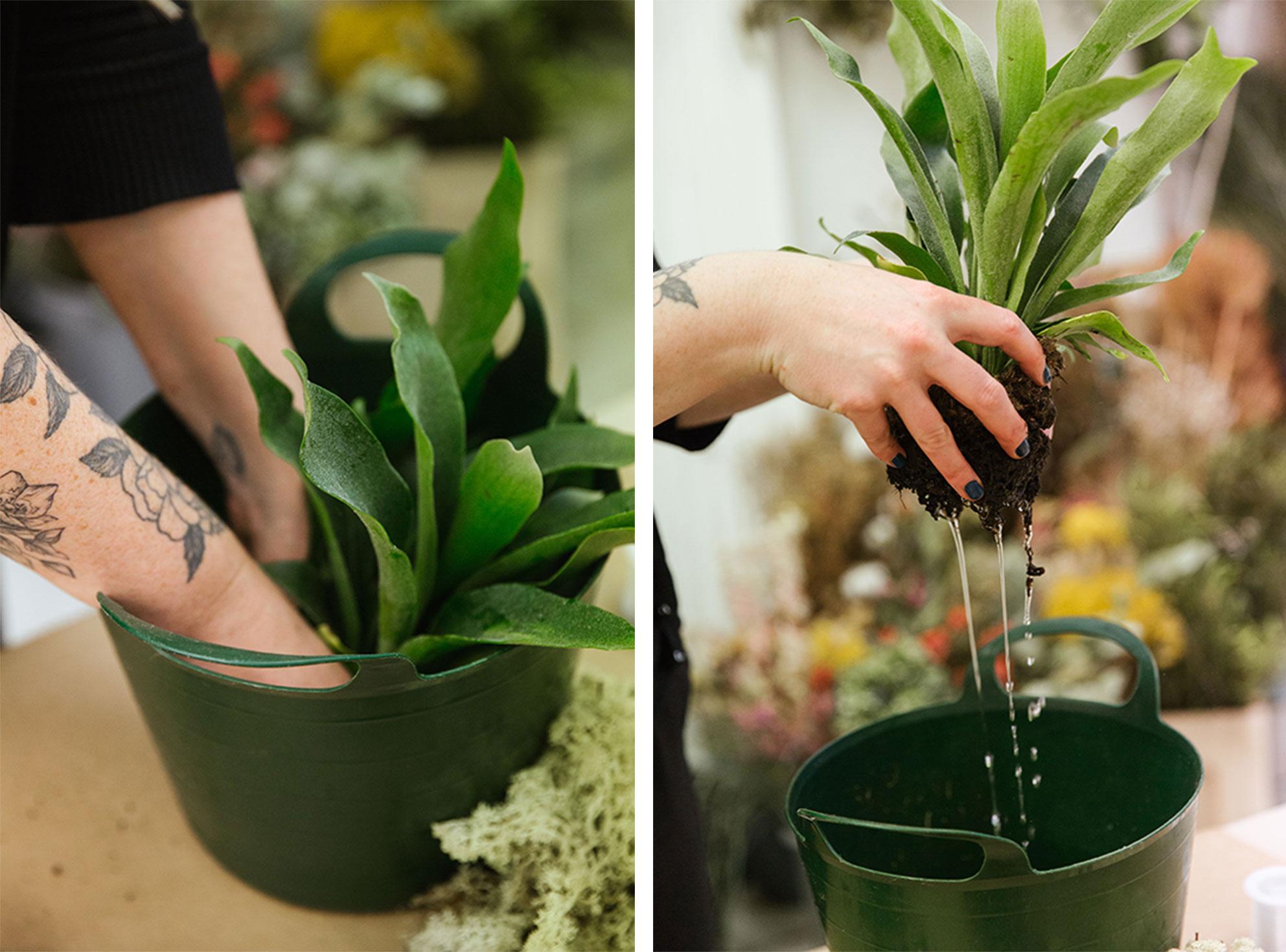 Dunk the staghorn fern in water to keep it fresh