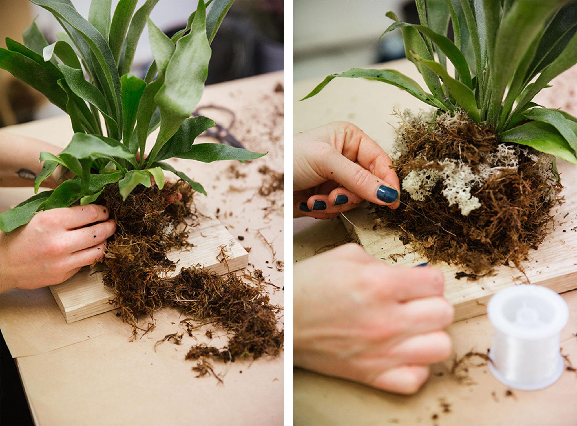 Place the staghorn fern on the wooden board then encase base with wet sphagnum moss