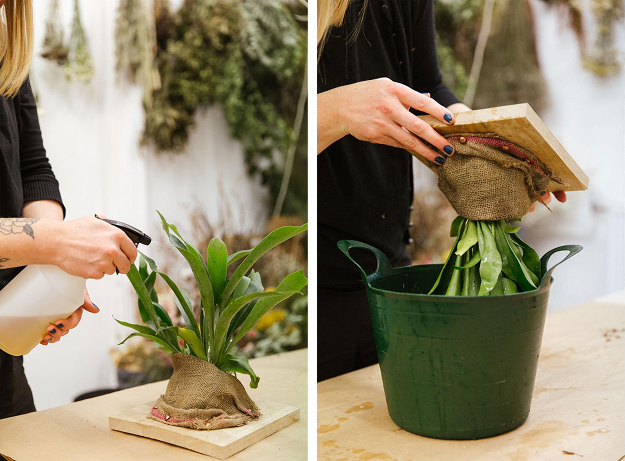 Spray the plants weekly, dunk it in water for 24 hours once a month