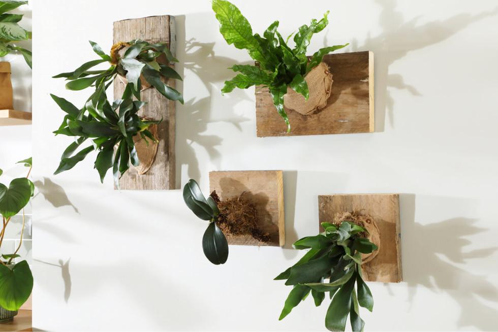 DIY: How to create a staghorn fern living wall