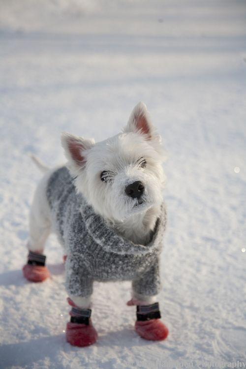Cute terrier with sweater and booties