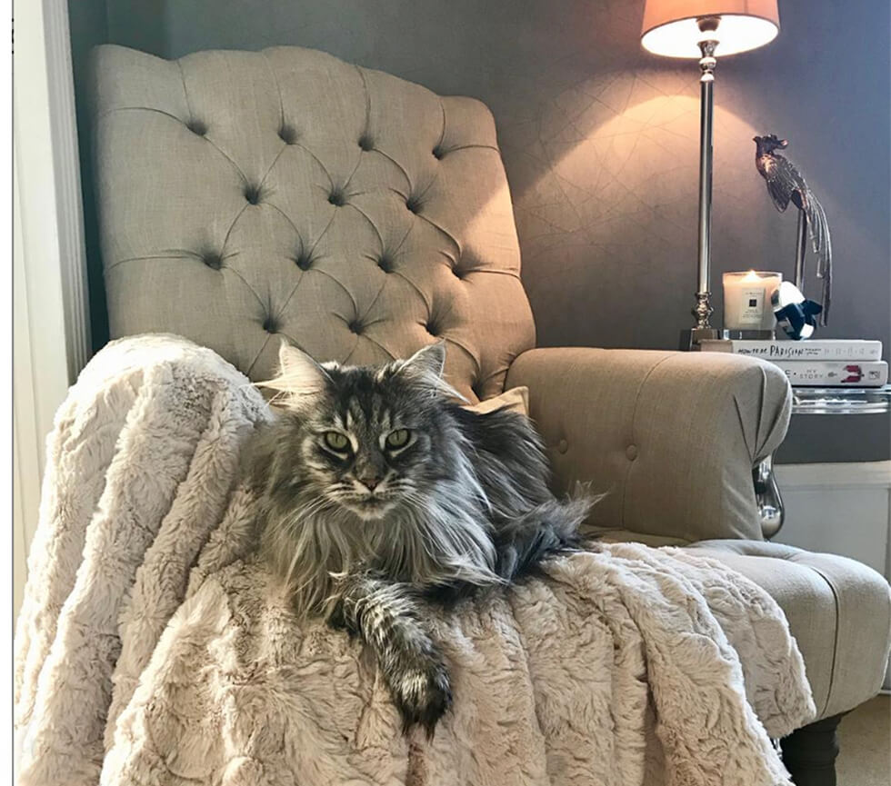 Maine coon cat on beige armchair