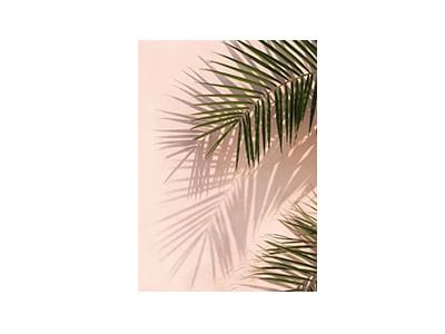 Pink Palm Poster - Desenio
